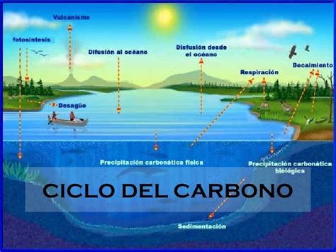 Mapa Conceptual Del Ciclo Del Carbono ¡guía Paso A Paso