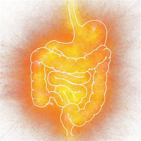 Human Intestine Illustration Stock Image F0133599 Science Photo Library