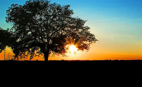 Lone Tree At Sunset Photograph By Abram House Fine Art America