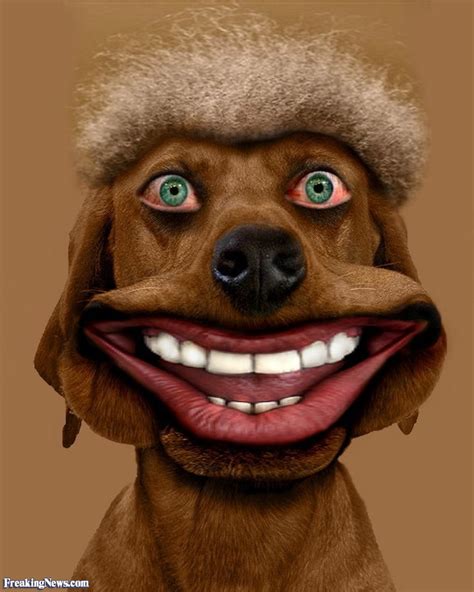 49 happy face memes ranked in order of popularity and relevancy. Funny Dog with Hair Pictures - Freaking News