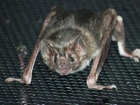 Yet bats came up with their own solution. Vampire Bat - Bat Facts and Information