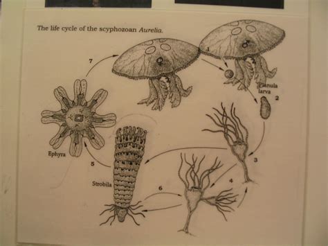 Phylum Cnidaria Life Cycle Of Scyphozoa 1 A Female Medus Flickr