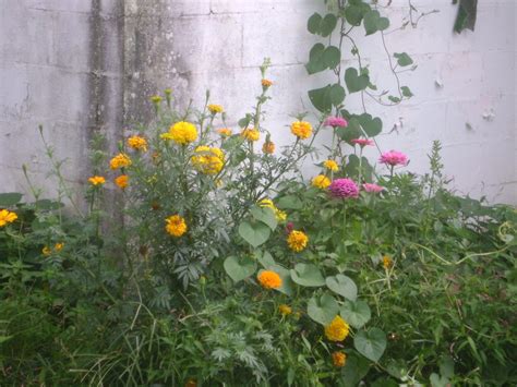 Garden Zinnias And Marigolds Thriftyfun