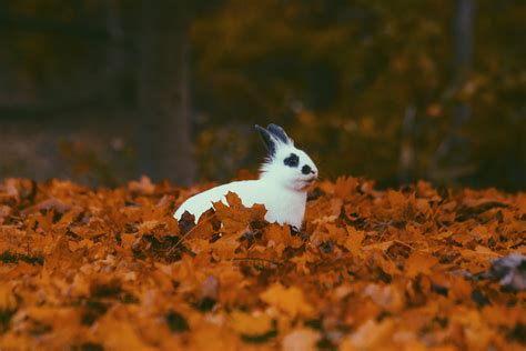 무료 이미지 자연 햇빛 가을 꽃 귀엽다 야생 생물 시즌 동물 상 토끼 이파리 척골가 있는 마른 잎