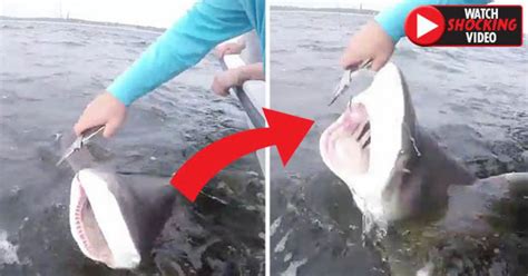 Terrifying Moment Shark Lunges At Fishermans Arm When He Tries To Cut