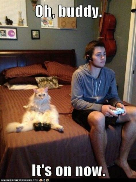 Whos Winning Gamer Cat Funny Cat Memes Cats