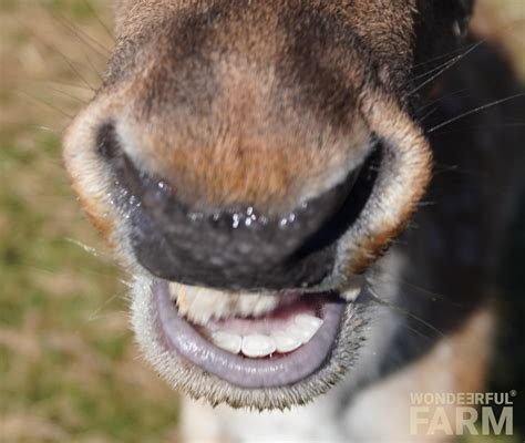 Inside A Deers Mouth Deer Teeth