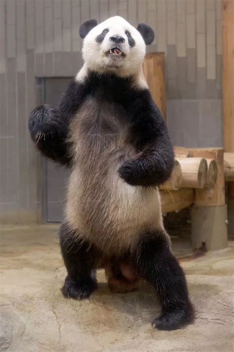 Adorable Real Life Kung Fu Panda Shows Off His Best Karate Moves