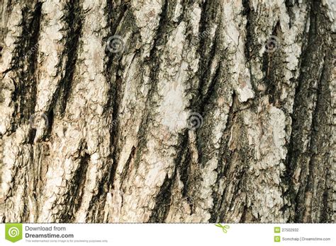 Closeup Of Tree Bark Stock Photo Image Of Skin Material 27502932