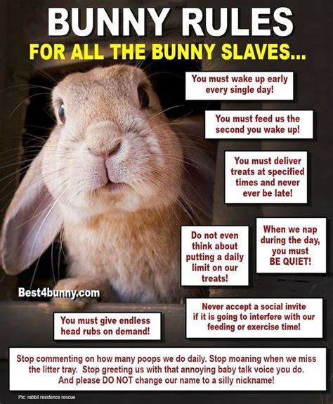 Rabbit Care Advice Best 4 Bunny Pet Bunny Rabbits Bunny Care