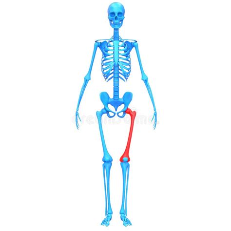 Femur Bone Joints Of Human Skeleton System Anatomy 3d Rendering