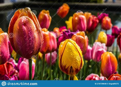 Nature And Landscape Tulips In Spring Cherry Flowers In Springs