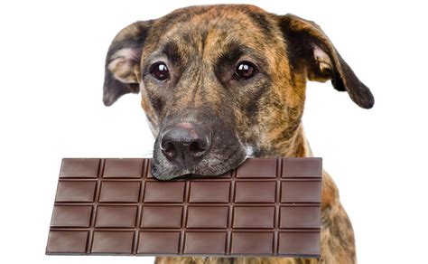 Myth Or Truth Could Chocolate Kill Your Dog