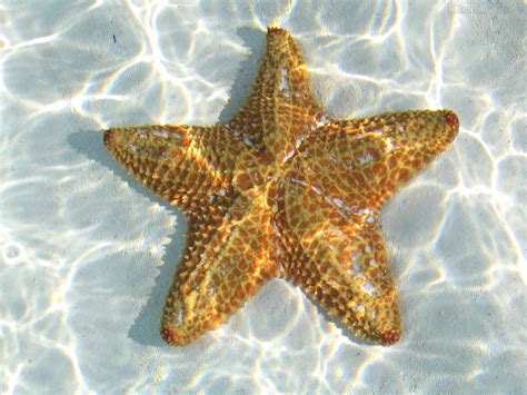 Imagensnet Estrelas Do Mar Star Of The Sea