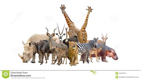 Group Of Africa Animals Stock Image Image Of Group