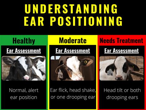 6 Signs Of Calf Wellness Understanding Ear Positioning Calf Distinction