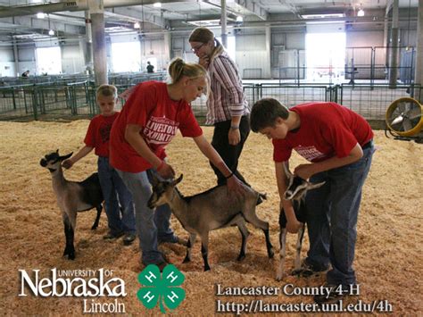 4 H And Ffa Goat Show Photos 2008 Lancaster County Fair Nebraska Extension In Lancaster