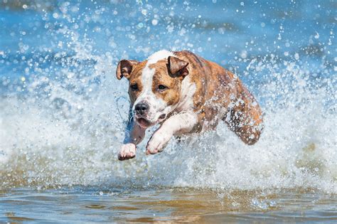 The dog descended from an ancient, extinct wolf, with the modern wolf being the dog's nearest living relative. A Guide to Letting Your Dog Swim in Lake Michigan - Windy ...