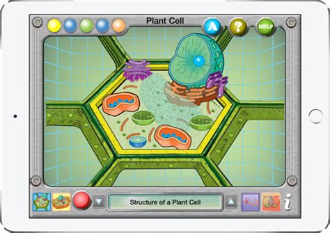 601x762 human cell coloring page by (more here than need. Interactive Plant and Animal Cells
