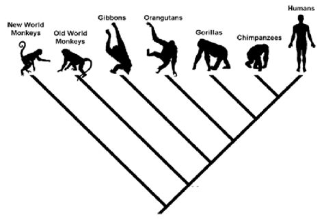 Cladogram Depicting The Phylogenetic Relations Among Seven Primates