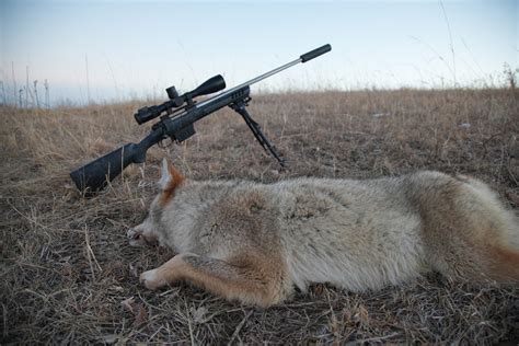 Whats The Best Varmint Caliber Here Are The Top 5 Options Silencer