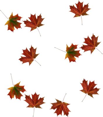 //''seems like she's still in shock''// you decide to try and calm her down. Falling Leaves Pictures And Wallpaper Fallen Tree ...