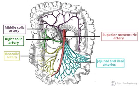 Superior Mesenteric Artery Sma Stepwards