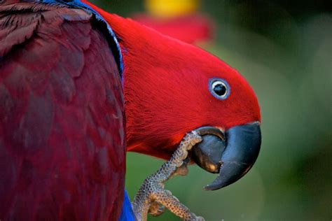 Red Headed Parrot 2 Shot In The Bloedell Floral Conservato Flickr