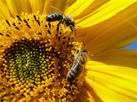 Daily Photo Bees Feeding On Sunflower Premiumcoding