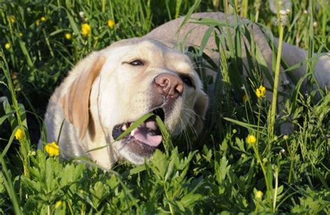 Evolution has provided cats with an acute sense of hearing and in many cases, the pesticides used to control insect problems are more harmful than the insect itself. Why Dogs Eat Grass—a Myth Debunked | Psychology Today