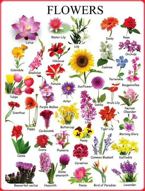 100 Flowers Name In English Flower Name In English Youtube The