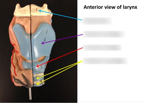 Anterior View Of Larynx Model 3 Diagram Quizlet