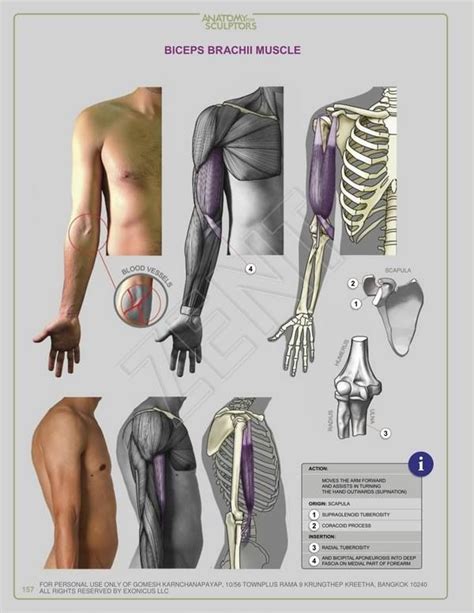 Anatomía Artística Tutorial De Anatomía Anatomía Humana