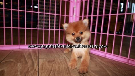 Puppies For Sale Local Breeders Lovely Pomeranian Puppies For Sale