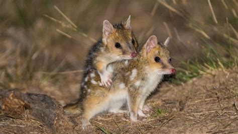 Rare Photos Of Baby Eastern Quolls At Play In Mulligans Flat Woodland