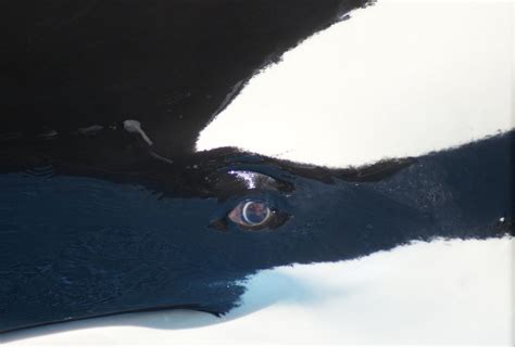 Beauty Is In The Eye Of The Beholder Marine Animals Orca Whales