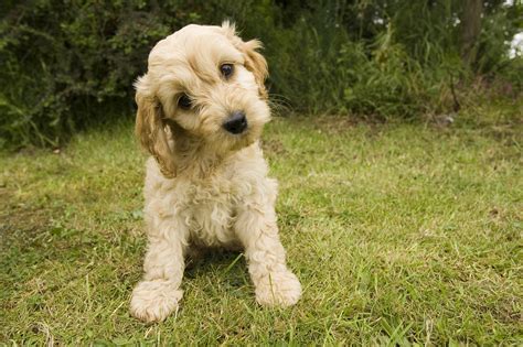 Advertise a pet for free. Cockapoo Puppies: Pictures And Facts - Dogtime
