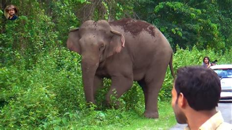 Makna Elephant Following Jasoprakas Full Story Youtube