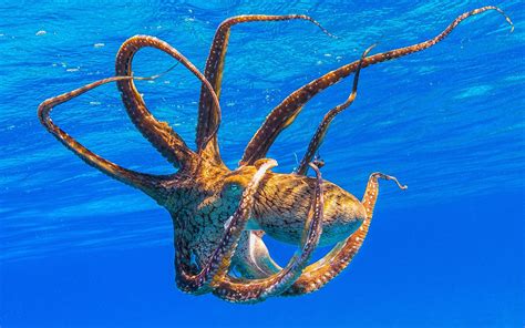 Download Wallpapers Octopus Wildlife Underwater World Blue Water