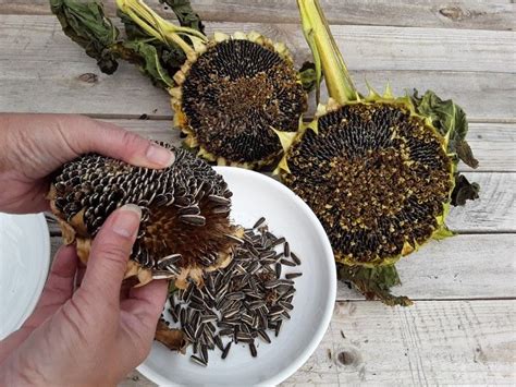 How To Harvest Sunflower Seeds A Helpful Guide With Images Reverasite