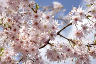 We are developing a series of guides to help you identify individual tree species on the right. Identification Guide for Flowering Trees (with Pictures ...
