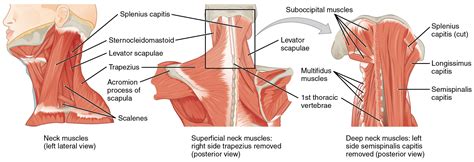 Check spelling or type a new query. Soft Tissue Pain in the Neck - The Buxton Osteopathy Clinic