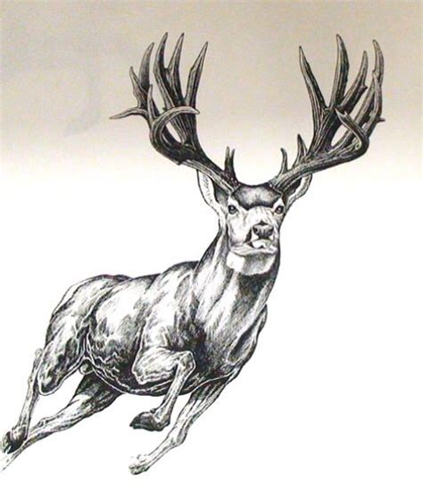 Mule Deer Deer Tattoo Designs Deer Drawing Deer Tattoo