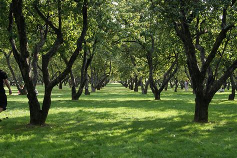 File:Apple garden in Kolomenskoye.jpg