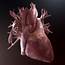 Vein Human Heart High Quality 3D Model  CGTrader