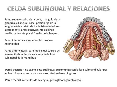 Glándulas Submaxilar Y Sublingual