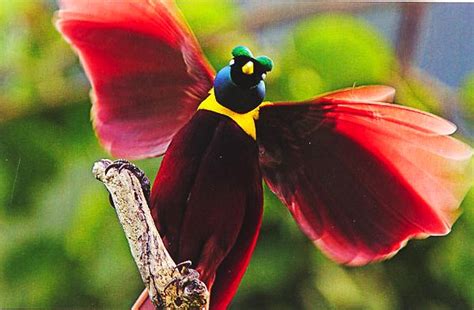1700 Best Birds Of Paradise And Other Exotic Birds Images