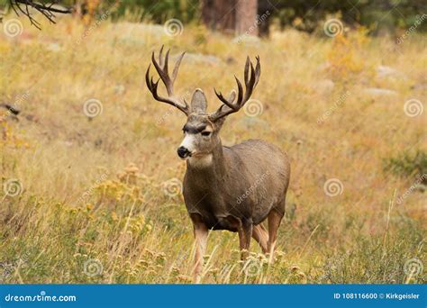 Mule Deer Buck Deer Standing In Tall Grass During Hunting Season Stock