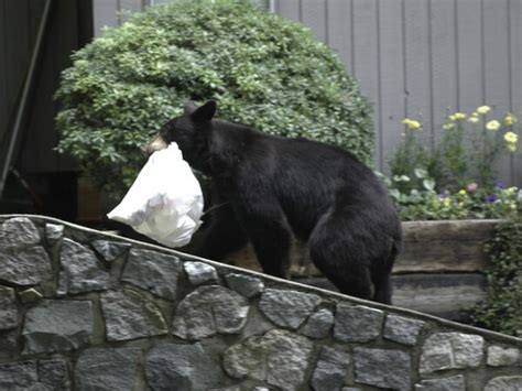 Two Garbage Habituated Black Bears Put Down Multiple Violation Tickets