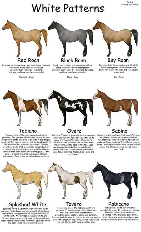 Breed Charts Horses Horse Breeds Horse Color Chart